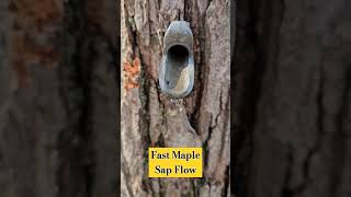 Fast Maple Sap Flow - 5 gallons Overnight. #maplesap #maplesyrup #mapletapping