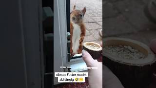 Hallo Maus 🐭🐁♥️ #shortsclip #squirrels