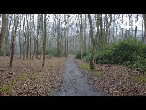 Relaxing walk in the rain in the woods as the birds sing (Nature Visualizer)
