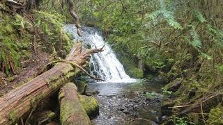 Walking through a remnant of Ancient Oregon to a secret hot spring!