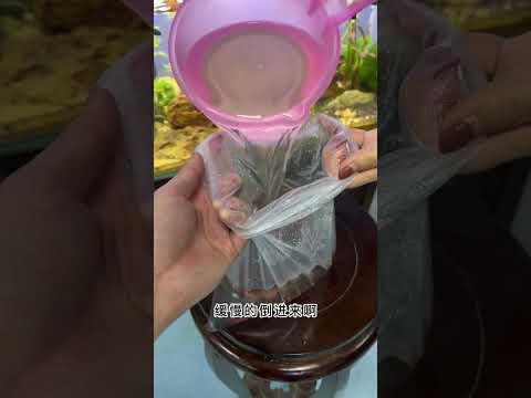 #过温过水 学会过温过水可以提高鱼的存活率3到5倍，哪怕是便宜的孔雀鱼，也要过温过水#司柠家 #观赏鱼