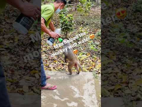 Monkey drinks water from bottle | BlueMarS #shorts #shotoniphone