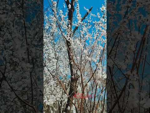 Very nice flower //অনেক সুন্দর ফুল#shorts #viral#video #KTour997