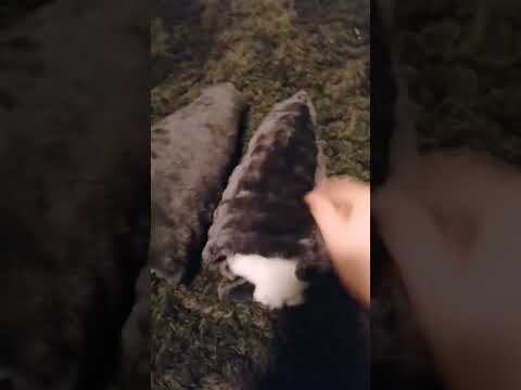 subscribe for part #dinomask #dino #trendingshorts #viralshort #edit #cute #dog