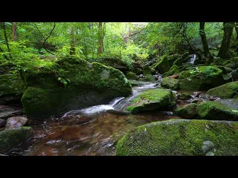 Pleasure of Forest Sound / Birds Chirping / Babbling Brook