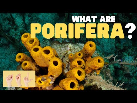 ASL What Are Porifera?