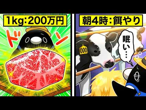畜産農家になるとどうなるのか？〜最高品質の和牛が食卓に届くまでの工程とは〜【アニメ】