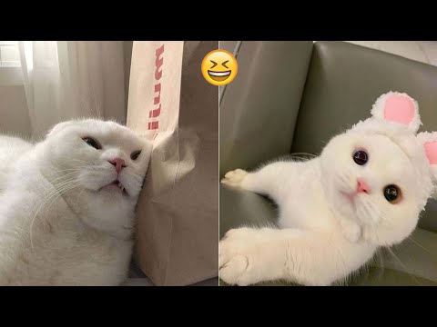 FUNNY MOMENTS OF CUTE CATS😽🤣🤣|FUNNY ANIMAL MOMENTS #cat #funny #comedy #funnycat #cats part16