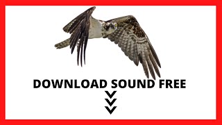 NO COPYRIGHT WESTERN OSPREY (Pandion Haliaetus) DOWNLOAD SOUND FREE 🔻