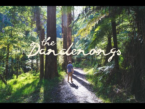 Hiking the Dandenong Ranges National Park - Melbourne, Australia
