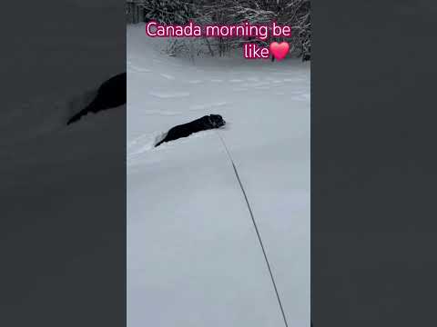 #labrador #snowfallvibes #playingdog #roomtour #followformore #punjabisong