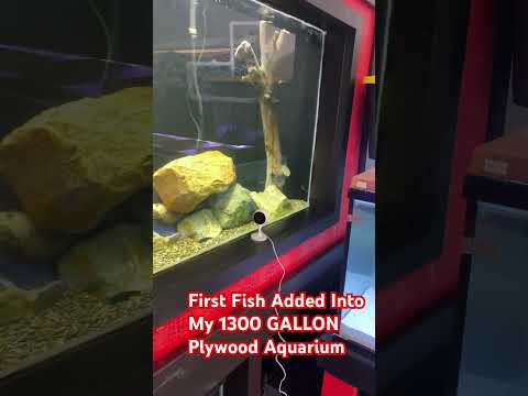FIRST FISH ADDED INTO MY 1300 GALLON PLYWOOD AQUARIUM #aquarium #foryou #thefishcorner #fyp