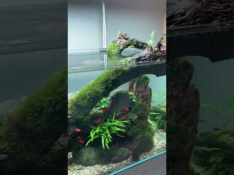 75cm Layout here inside my home aquarium