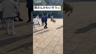 奈良公園の鹿を蹴る中国人をへずまりゅうが成敗！！　#shortvideo #shorts #奈良  #奈良公園 #鹿 #おすすめ