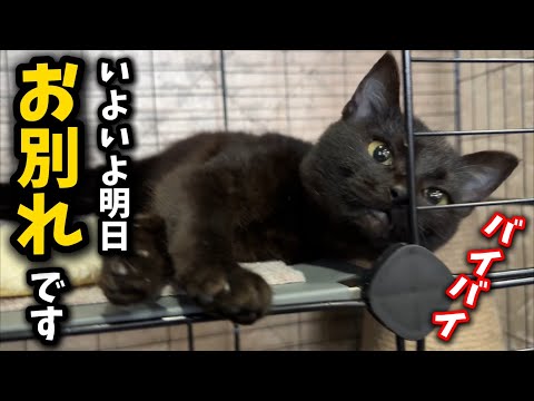 The last day with a rescued cat and its kitten who will be adopted tomorrow