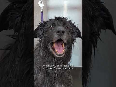 A dog named Big Mamma