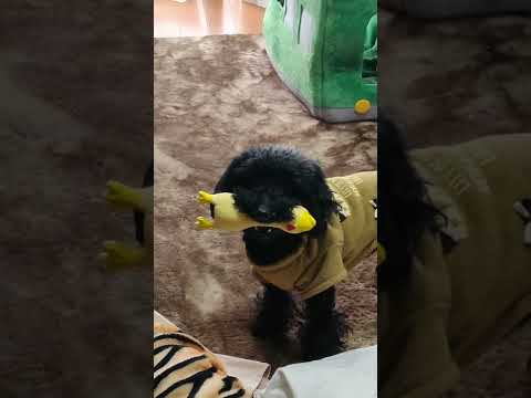 鳥を捕まえた犬