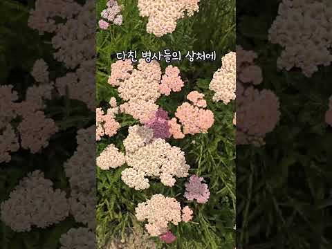 [식사남의 우주식물 - 우리 주변 식물 알아보기7 서양톱풀]#서양톱풀