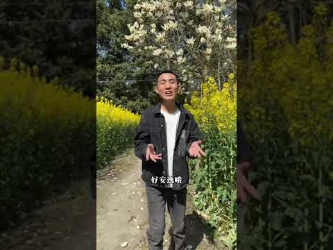 #油菜花的季节 #春天 #田野风光