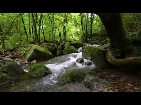 Fantastic Forest Atmosphere, Birds Chirping, Stream Sounds