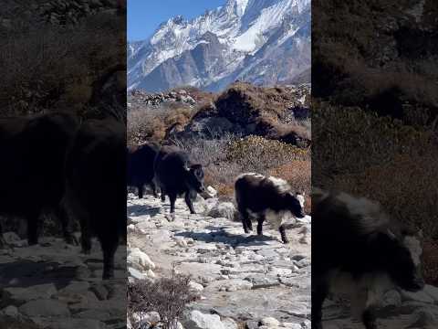 Langtang Valley Trek #nepal #langtangvalley #himalayan