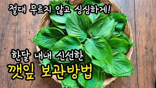 [알토란깻잎보관법] 한달동안 싱싱하게 깻잎보관하는법 2가지! 깻잎세척부터 자세히! 절대 무르지 않고 시들지 않아요