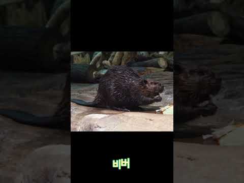 청주동물원에 있었던 동물