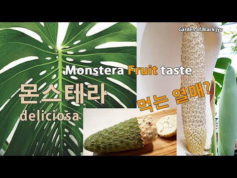 몬스테라 열매 / monstera deliciosa fruit taste