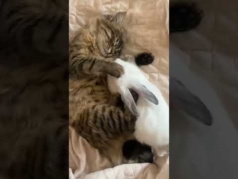 #babycat #millionviews #catlovers #shorts #fyp #cute #viralshorts #animallover