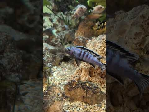 Some of my favorite things I saw at Tropiquaria zoo! What's your favorite from the video?