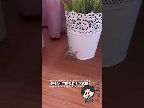 超軟Q的瑜伽大師