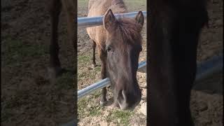 Źrebaczek 🩷😍 #music #horse #synthvibes #equestrian #synthmagic #cute #pony #synthlove #synthwavemagi