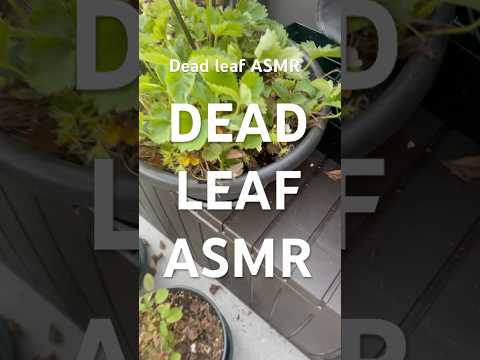 [ASMR] pulling out dead leaves from my strawberries 🍓 #asmr #strawberry