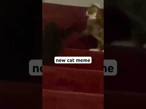 #catmeme