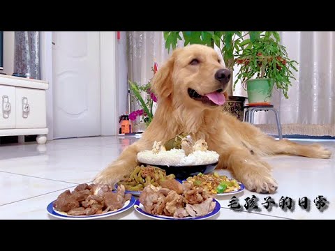 【毛孩子的日常】狗子：端午節的飯菜也太硬了 #萌宠#可爱 #可爱到爆炸 #狗子#干饭 #干饭狗的日常 #干饭王 #funny #搞笑
