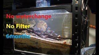 No waterchange, Airstone ONLY, deep substrate aquarium. 6months no problem.