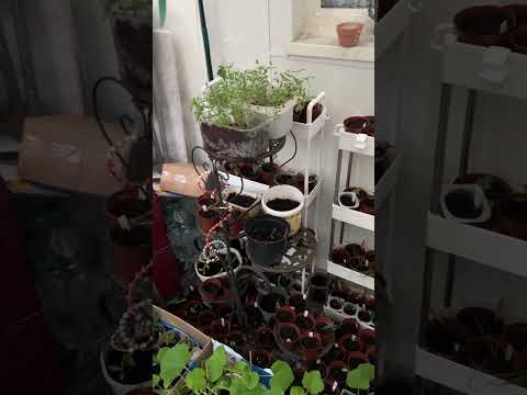 Welcome to my channel. #welcometomychannel #gardening