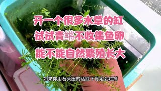 开一个很多水草的缸，试试青鳉不收集鱼卵，能不能自然繁殖长大