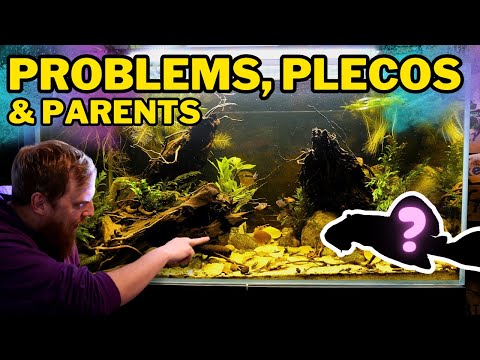 BABIES, plants, algae & NEW FISH. Lots to do in the amazon aquarium!