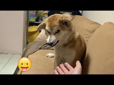 "Animals with 🐕 Attitude: Hilarious Moments You Can't Miss! ;p 2024 "Part57  | Can't Stop Laughings