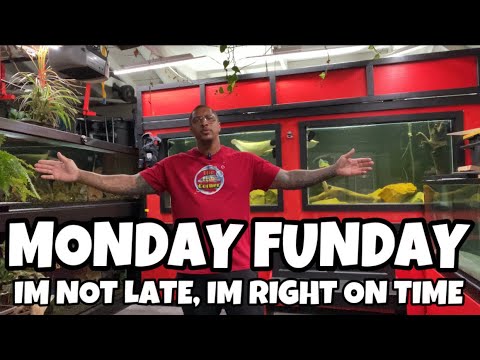MONDAY FUNDAY!