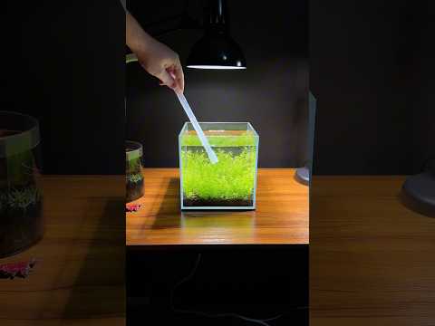 Building a 2 gallon nano cube aquarium with plants