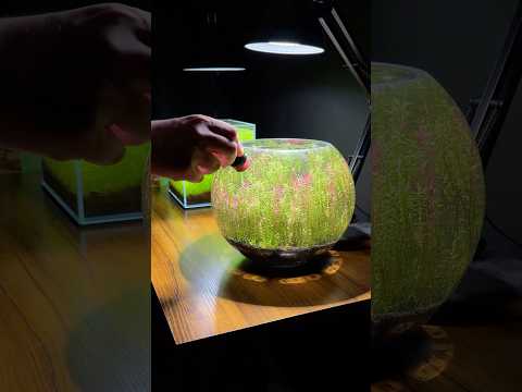 Cleaning glass of an enchanted ecosphere aquarium