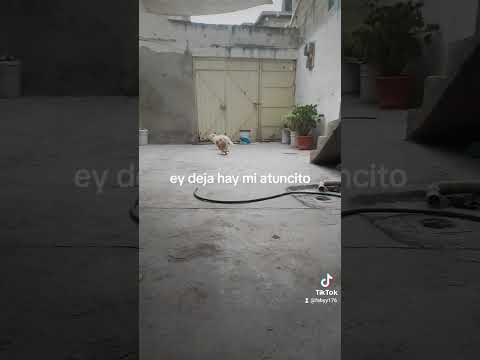 las aventuras de ratita y peluchin capítulo 6