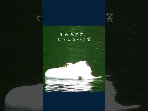 一瞬変な泳ぎ方だったコブハクチョウ