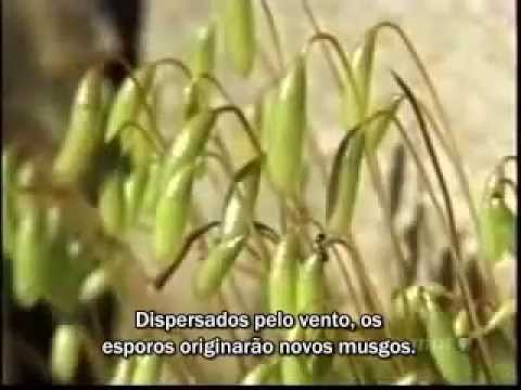 Biologia das plantas [Legendado PT-BR] - Parte 1 de 2