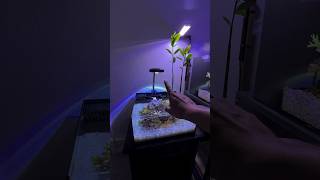 Another good option for a good budget nano reef LED #hygger #fishroom #aquarium #reeftank