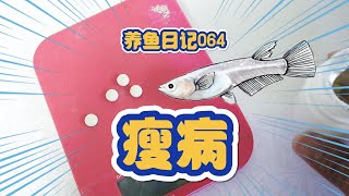 養魚日記064：青鳉魚不知道什麽原因得了瘦病 在藥水裏泡了四天