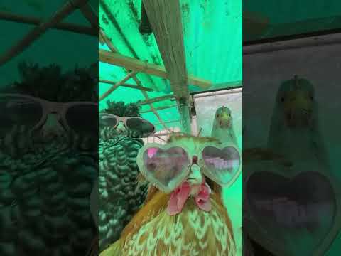 Даже курицы на тусе #shortvideo #shorts