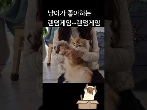 아파트 패러디 고양이 버전 #브리티쉬